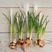 ※販売期間外※【直前】クロッカス球根つき　ジャンヌダルク（白）高岡市農協