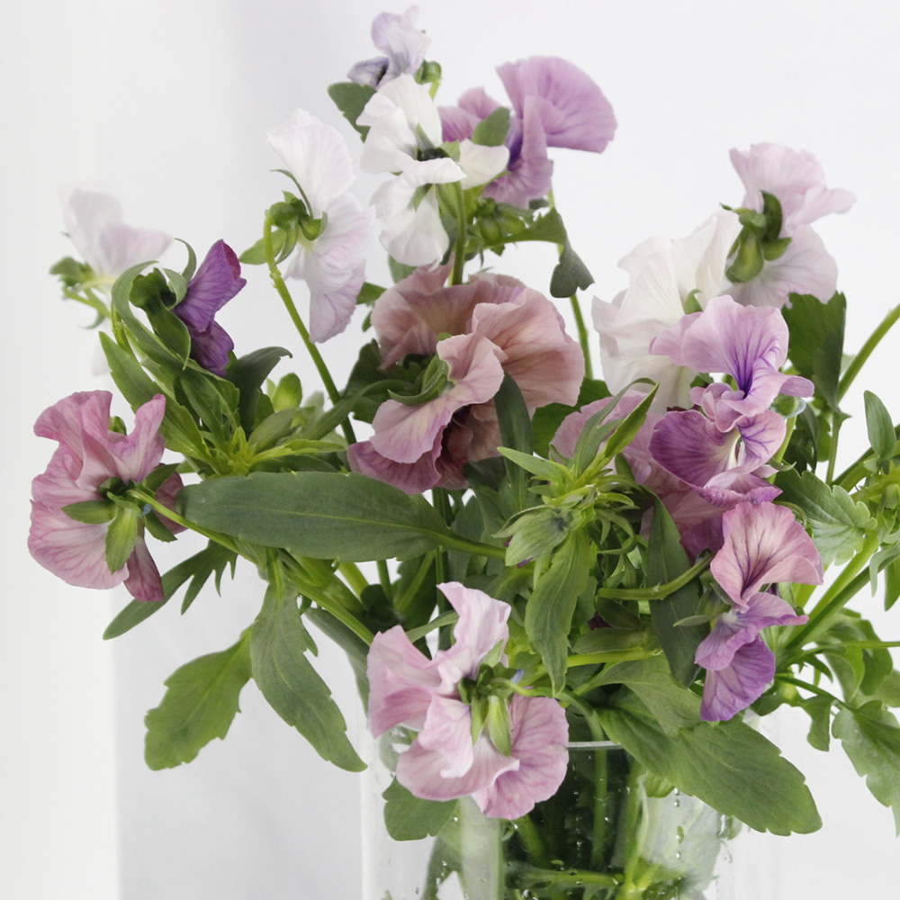 生花 Ja福島さくら パンジー アンティークピンク Fj 通販 はなどんやアソシエ 生花 Ja福島さくら パンジー アンティークピンク Fj 通販 はなどんやアソシエ