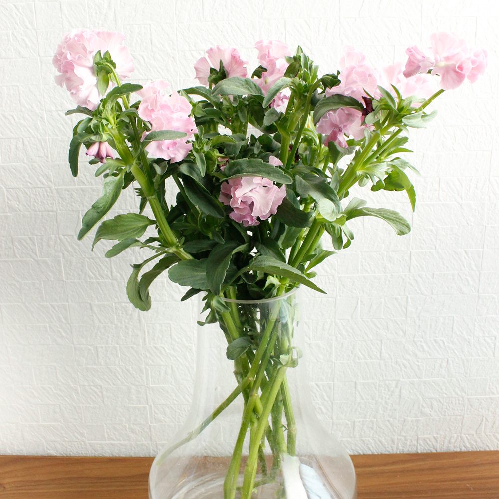 生花 Ja福島さくら パンジー ライトピンクシュシュ 淡いピンク 早締切 71 通販 はなどんやアソシエ 生花 Ja福島さくら パンジー ライトピンクシュシュ 淡いピンク 早締切 71 通販 はなどんやアソシエ