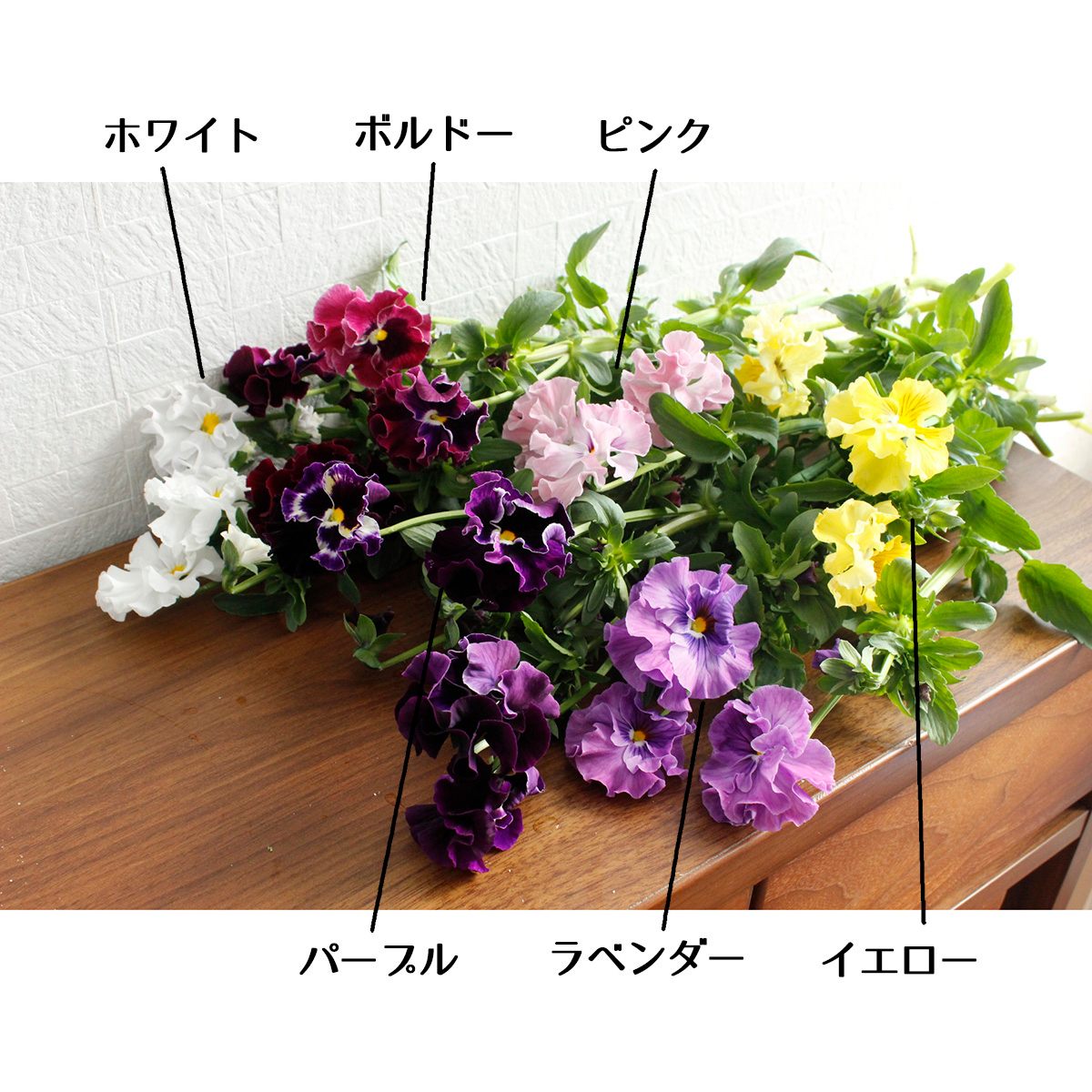 生花】JA福島さくら パンジー ボルドーシュシュ(ワイン系)【FJ】 - 花
