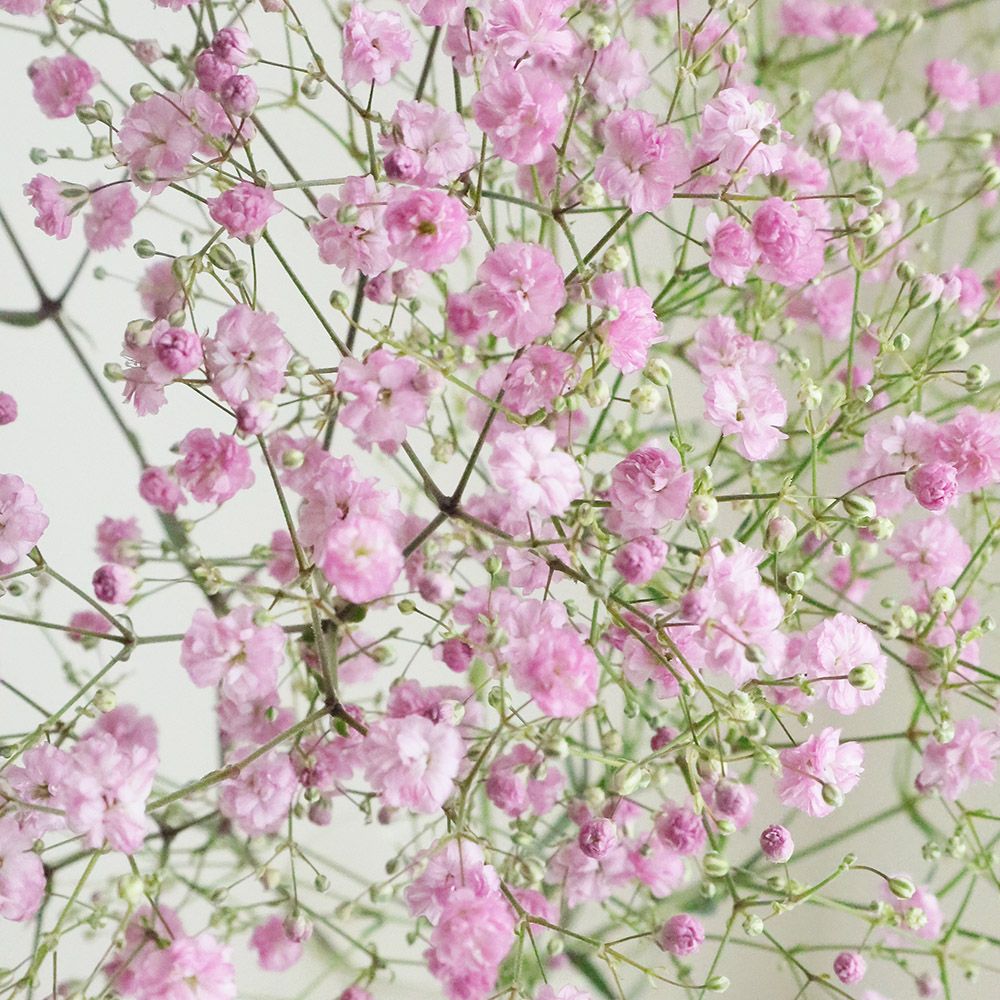 生花 カスミ草 マイピンク 70cm Ja みなべいなみ Fj 通販 はなどんやアソシエ 生花 カスミ草 マイピンク 70cm Ja みなべいなみ Fj 通販 はなどんやアソシエ