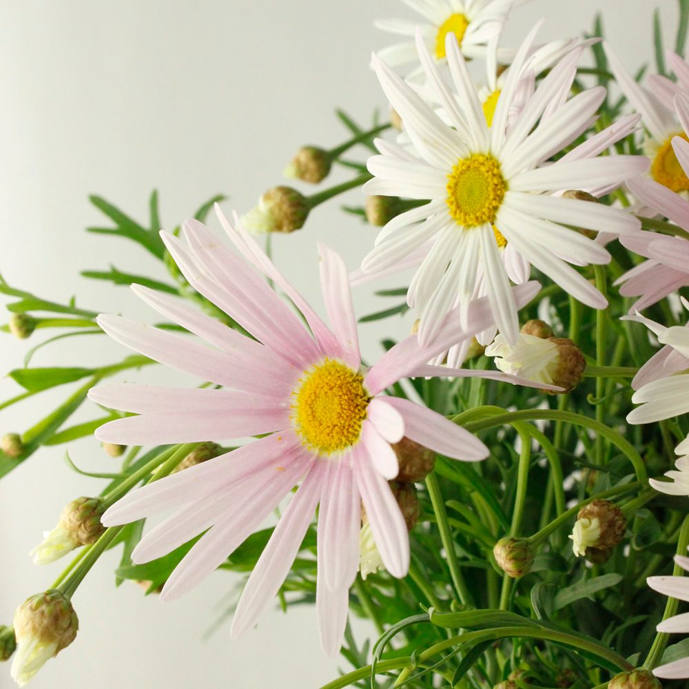 直前 マーガレット 白桃 ごく淡いピンク 白 生花 通販 はなどんやアソシエ 直前 マーガレット 白桃 ごく淡いピンク 白 生花 通販 はなどんやアソシエ