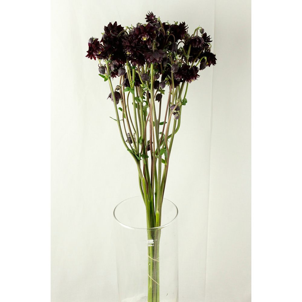 08直前 オダマキ アキレギア ブラックバロー 黒系 40cm 商品説明をご確認ください 通販 はなどんやアソシエ 08直前 オダマキ アキレギア ブラックバロー 黒系 40cm 商品説明をご確認ください 通販 はなどんやアソシエ