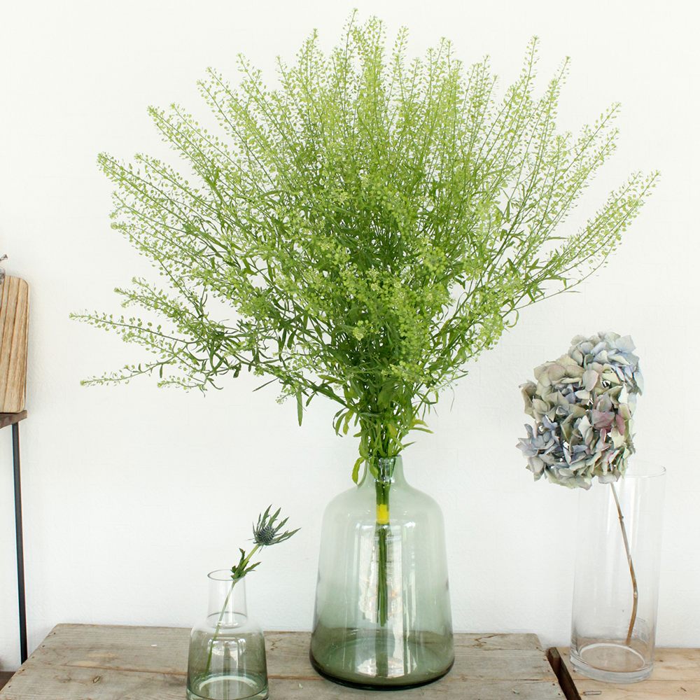 直前 ナズナ グリーンドラゴン スプレータイプ 生花 通販 はなどんやアソシエ 直前 ナズナ グリーンドラゴン スプレータイプ 生花 通販 はなどんやアソシエ