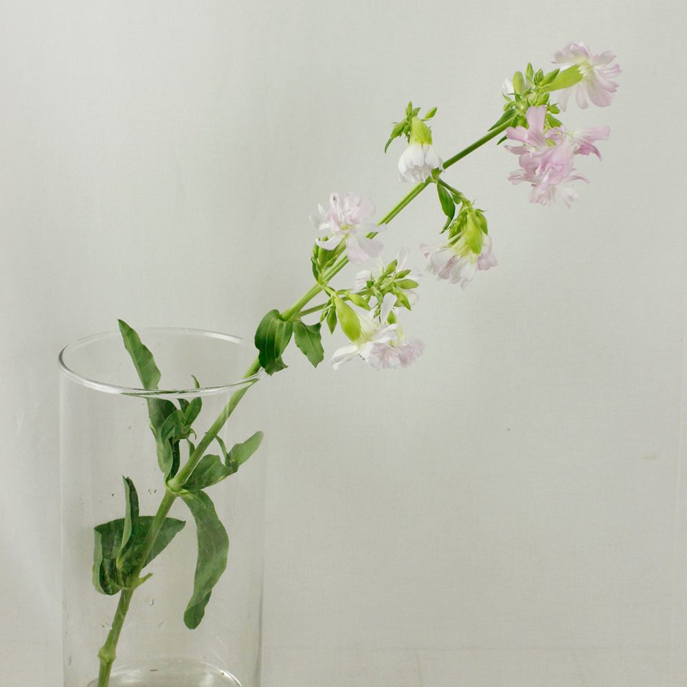 生花 ソープワート シャボン草 赤八重 Ot 通販 はなどんやアソシエ 生花 ソープワート シャボン草 赤八重 Ot 通販 はなどんやアソシエ