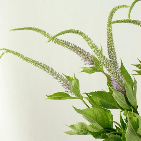 【直前】今季初入荷!クガイソウ(九蓋草)【生花】
