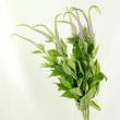【直前】今季初入荷!クガイソウ(九蓋草)【生花】
