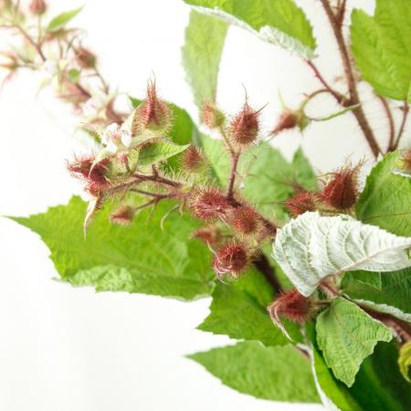 【生花】野イチゴ　六合村