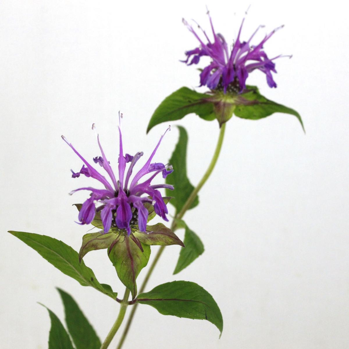 直前 モナルダ 紫系 六合村 土屋さん 生花 通販 はなどんやアソシエ 直前 モナルダ 紫系 六合村 土屋さん 生花 通販 はなどんやアソシエ