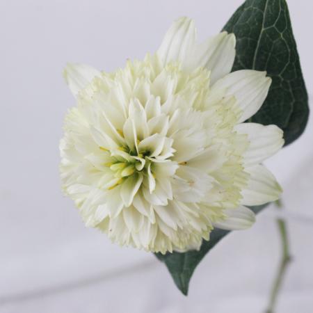 【生花】エキナセア　グリーンホワイトビュー　30cm　JA豊橋