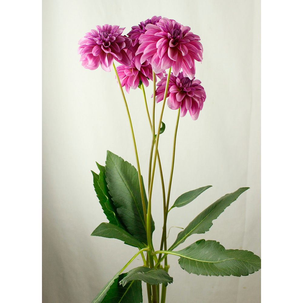 直前 ダリア アメジストオーブ 紫 50 60cm 金井園芸 Ita 通販 はなどんやアソシエ 直前 ダリア アメジストオーブ 紫 50 60cm 金井園芸 Ita 通販 はなどんやアソシエ