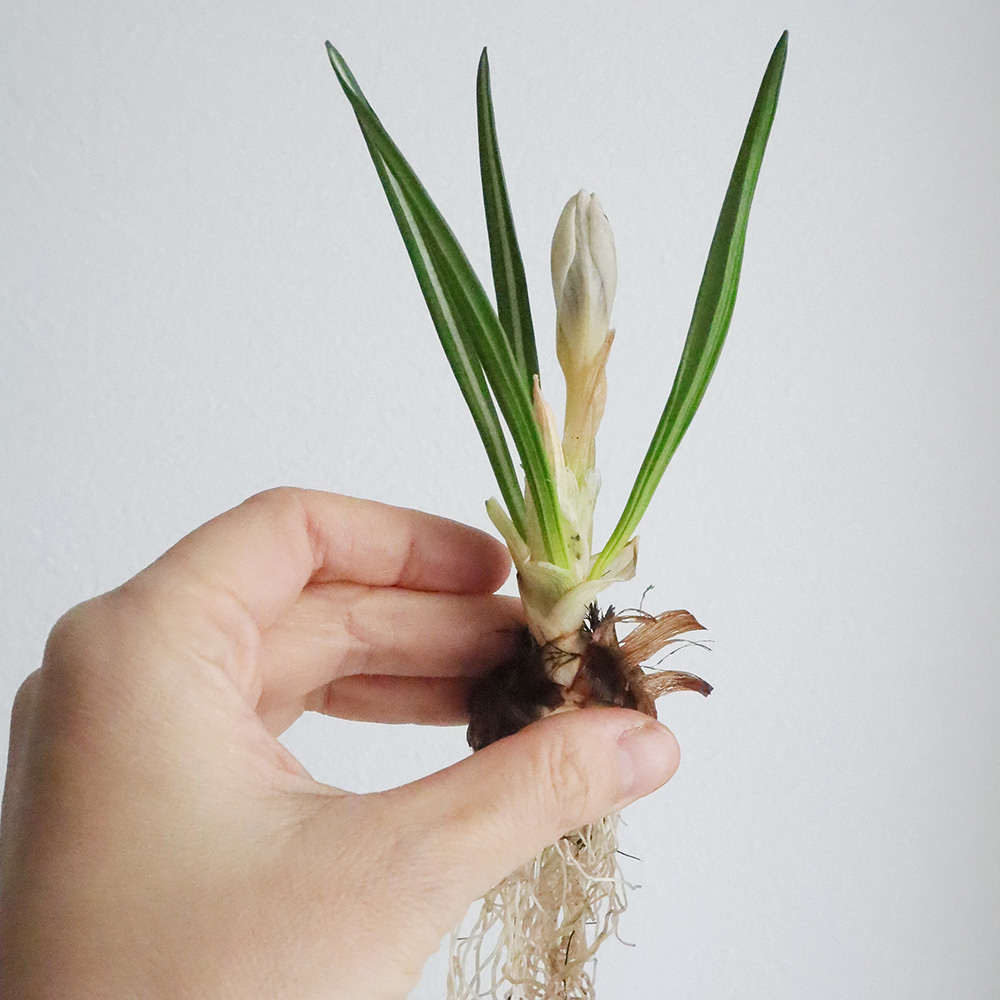 08直前 クロッカス球根つき ピッグウィッグ 紫系 高岡市農協 通販 はなどんやアソシエ 08直前 クロッカス球根つき ピッグウィッグ 紫系 高岡市農協 通販 はなどんやアソシエ