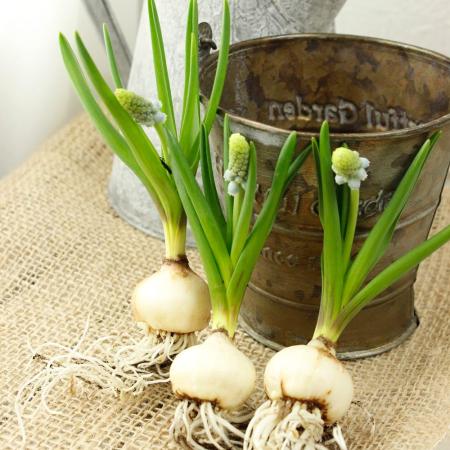 【生花】球根付きムスカリ　アルメニアカム【OT】　新津さつき　1カップ6球入り