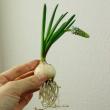 【生花】球根付きムスカリ　アルメニアカム【OT】　新津さつき　1カップ6球入り