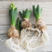 ※販売期間外※【生花】球根つき切花ヒヤシンスL　黄色　イエローストーンなど富山県【早締切-74】