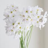 ※販売期間外※【生花】リューココリーネ アンジェリカ(白) 60cm-庄内みどり【OT】
