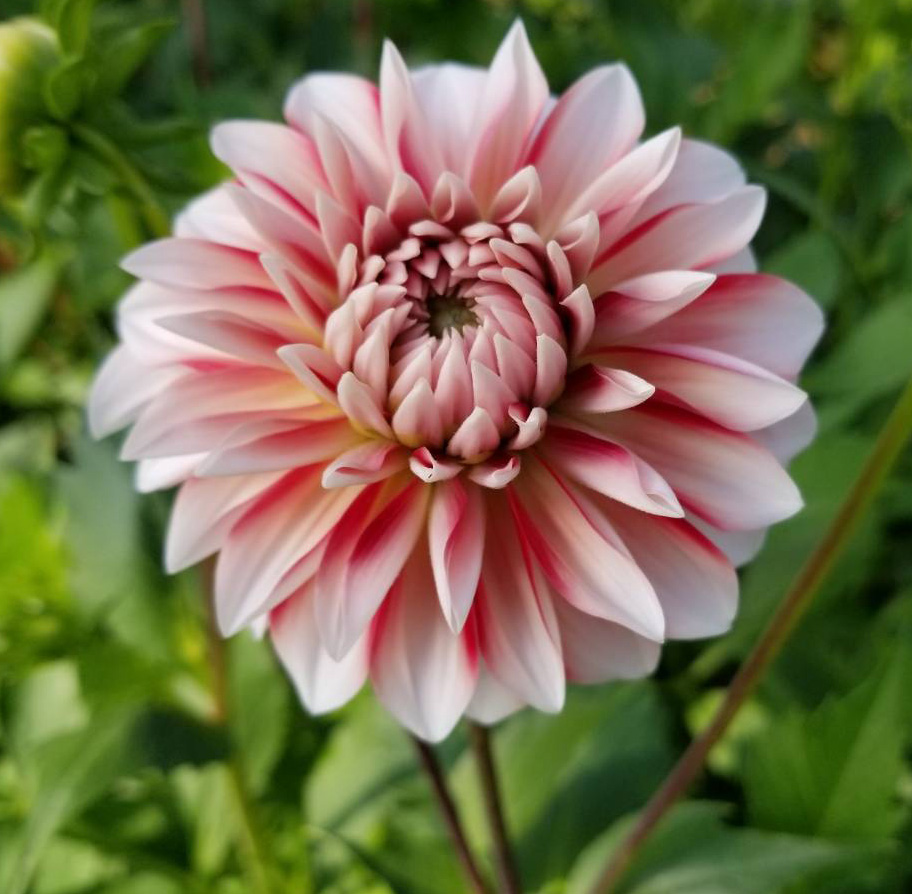 生花】ダリア 彩(イロドリ)赤白複色 50〜60cm 金井園芸【IT】火・木
