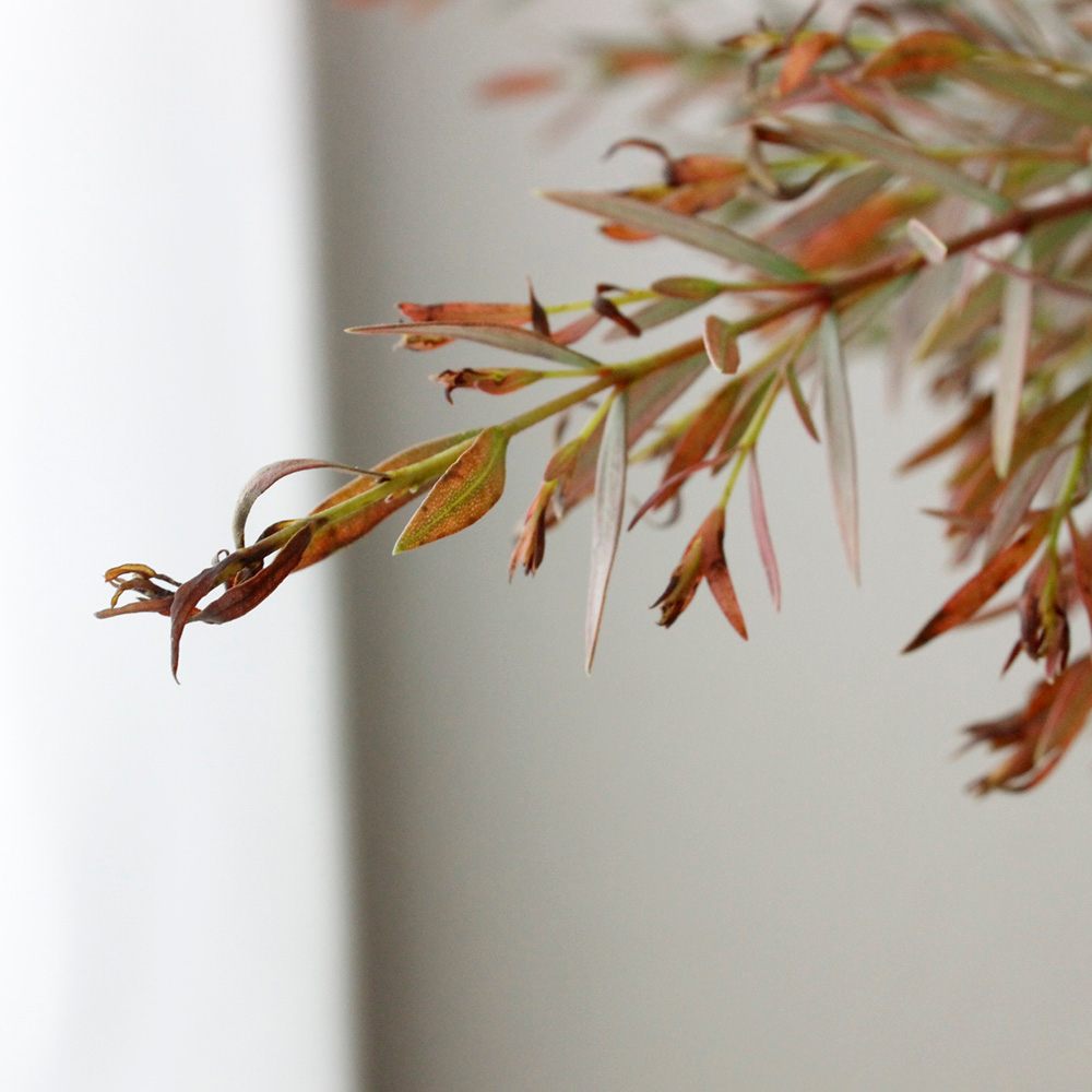 08直前 メラレウカ レッドジェム 50cm程度 Ot 通販 はなどんやアソシエ 08直前 メラレウカ レッドジェム 50cm程度 Ot 通販 はなどんやアソシエ