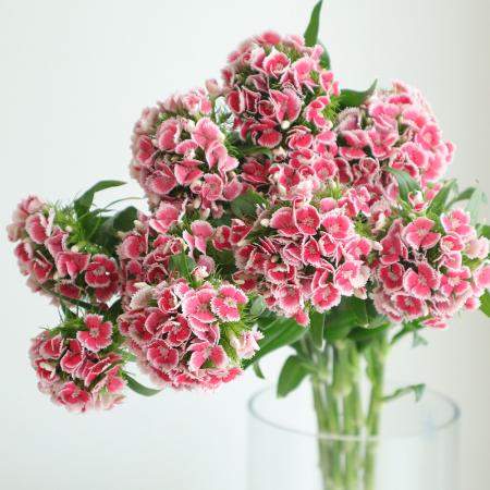 【直前!!】ブレアンサス　アーセナル (ひげなでしこ)ピンク【生花】