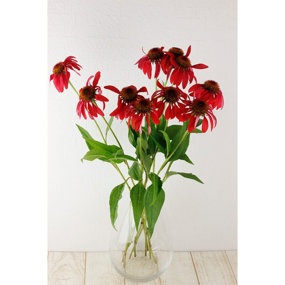 生花 エキナセア メアリー 通販 はなどんやアソシエ 生花 エキナセア メアリー 通販 はなどんやアソシエ