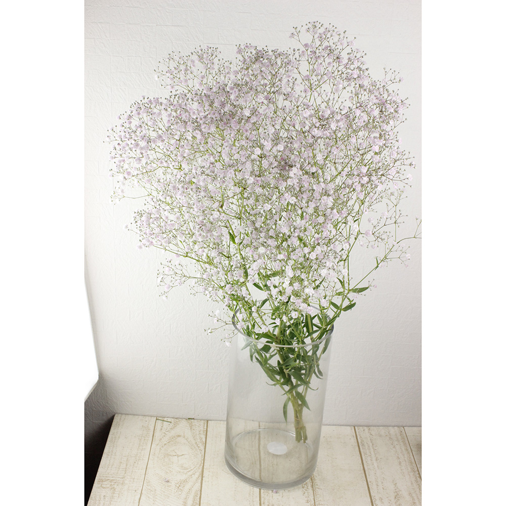 生花 カスミ草 ピンクシンフォニー2l 天然ピンク 通販 はなどんやアソシエ 生花 カスミ草 ピンクシンフォニー2l 天然ピンク 通販 はなどんやアソシエ