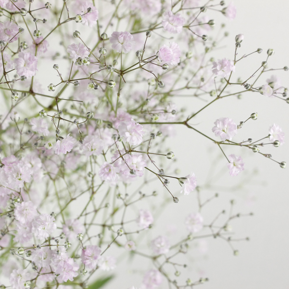 生花 カスミ草 ピンクシンフォニー2l 天然ピンク 通販 はなどんやアソシエ 生花 カスミ草 ピンクシンフォニー2l 天然ピンク 通販 はなどんやアソシエ