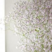 生花】カスミ草 ピンクシンフォニーL(天然ピンク) - 花材通販はなどん