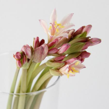 生花 リコリス オフホワイト 白 ピンク 通販 はなどんやアソシエ