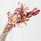 ※販売期間外※【直前!】リコリス　写楽（ピンク白複色系）【生花】