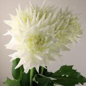 ずっときれいな大輪のホワイトダリアに南天の実と竹水引きのアレンジメント２点セット 直前!】大輪ダリア キセキ(カクタス咲き白)直径15cmほどの大輪! - 花材