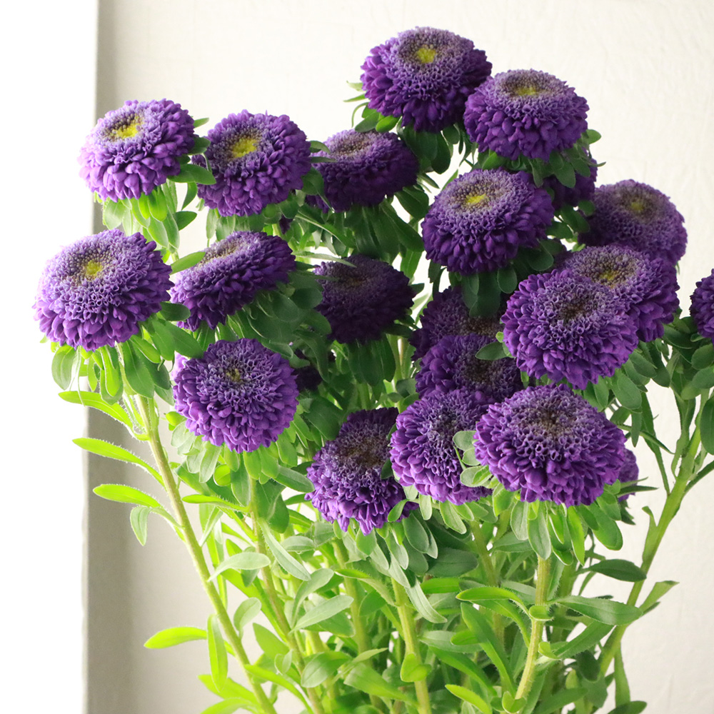 生花】アスター マカロンディープブルー【OT】 - 花材通販はなどんや