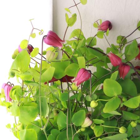 【生花】クレマチス　天使の首飾りなど　高知県【早締切-74】