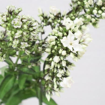 【生花】フロックス　ピュアフィーリン　2L　JAながのみゆき　【FJ】