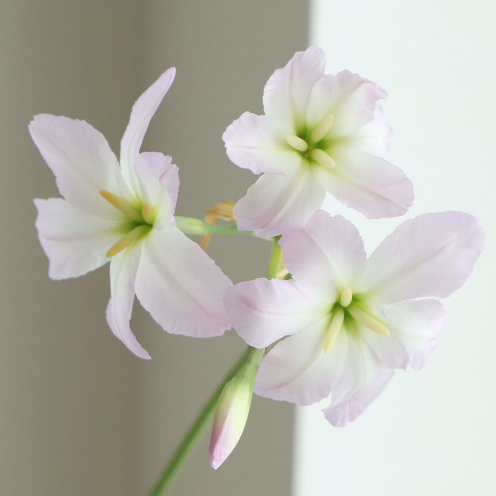 08直前!】リューココリーネ ピンキー 70センチ 庄内みどり【生花