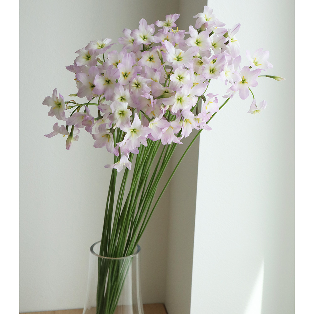 08直前!】リューココリーネ ピンキー 70センチ 庄内みどり【生花