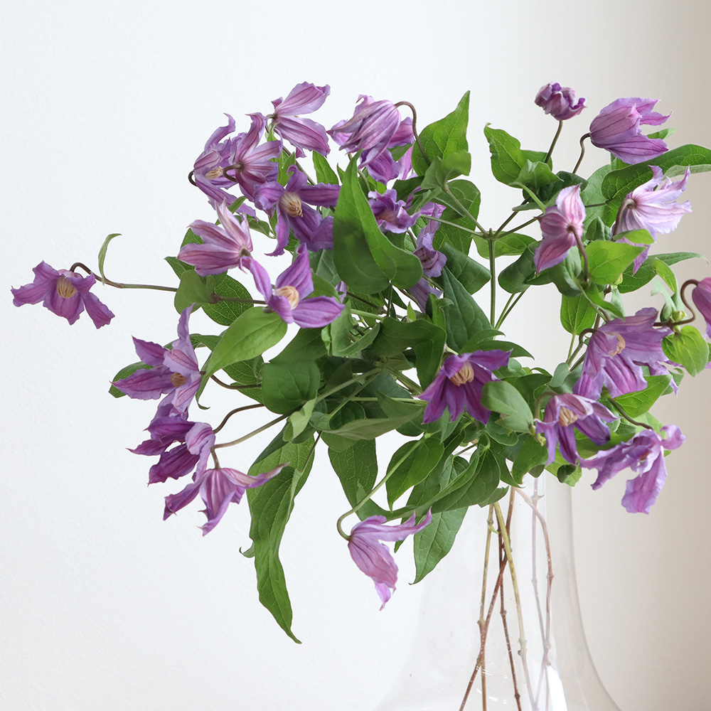 生花】輸入クレマチス ジュネーバ(紫) ※木金届けなし 【早締切-74