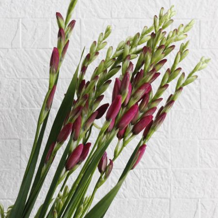 【直前】【生花】サクマ農園の大輪イキシア　ピンク(ピンク)【OT】