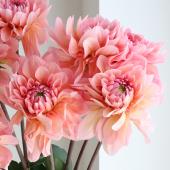 ※販売期間外※【直前】ダリア　ナマハゲエポック（ピンク系）※商品説明お読みください。【生花】