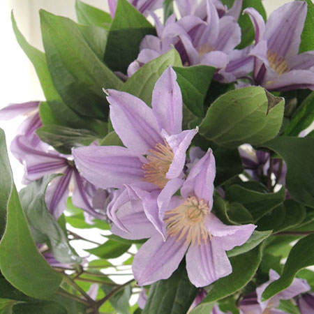 【生花】輸入クレマチス スターリバー(淡紫) ※金曜日のみ入荷