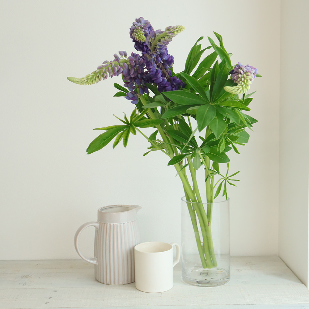 紫陽花　 　ジュビラン　エル　クインテット　新品未使用 生花】ルピナス ピクシーデライト(ミックス)30cm〜千葉県伊東さん【FJ