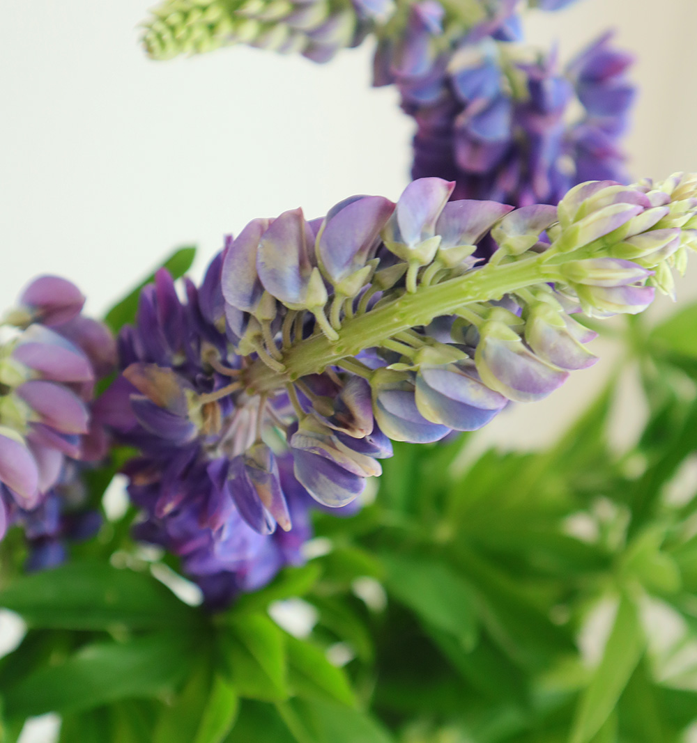 直前】【FJ】ルピナス 紫80cm(美ヶ原ハイランド)大きいタイプ【生花