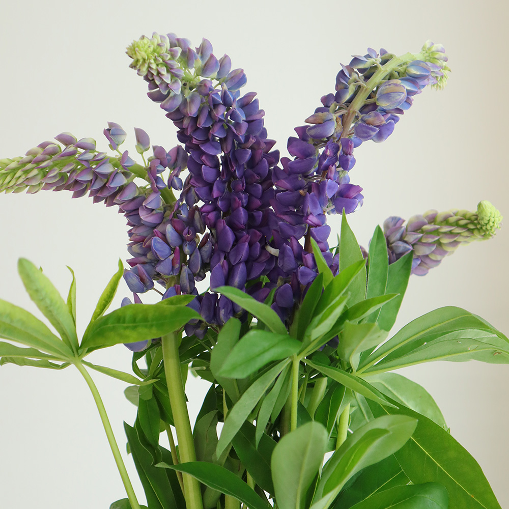 直前】【FJ】ルピナス 紫80cm(美ヶ原ハイランド)大きいタイプ【生花