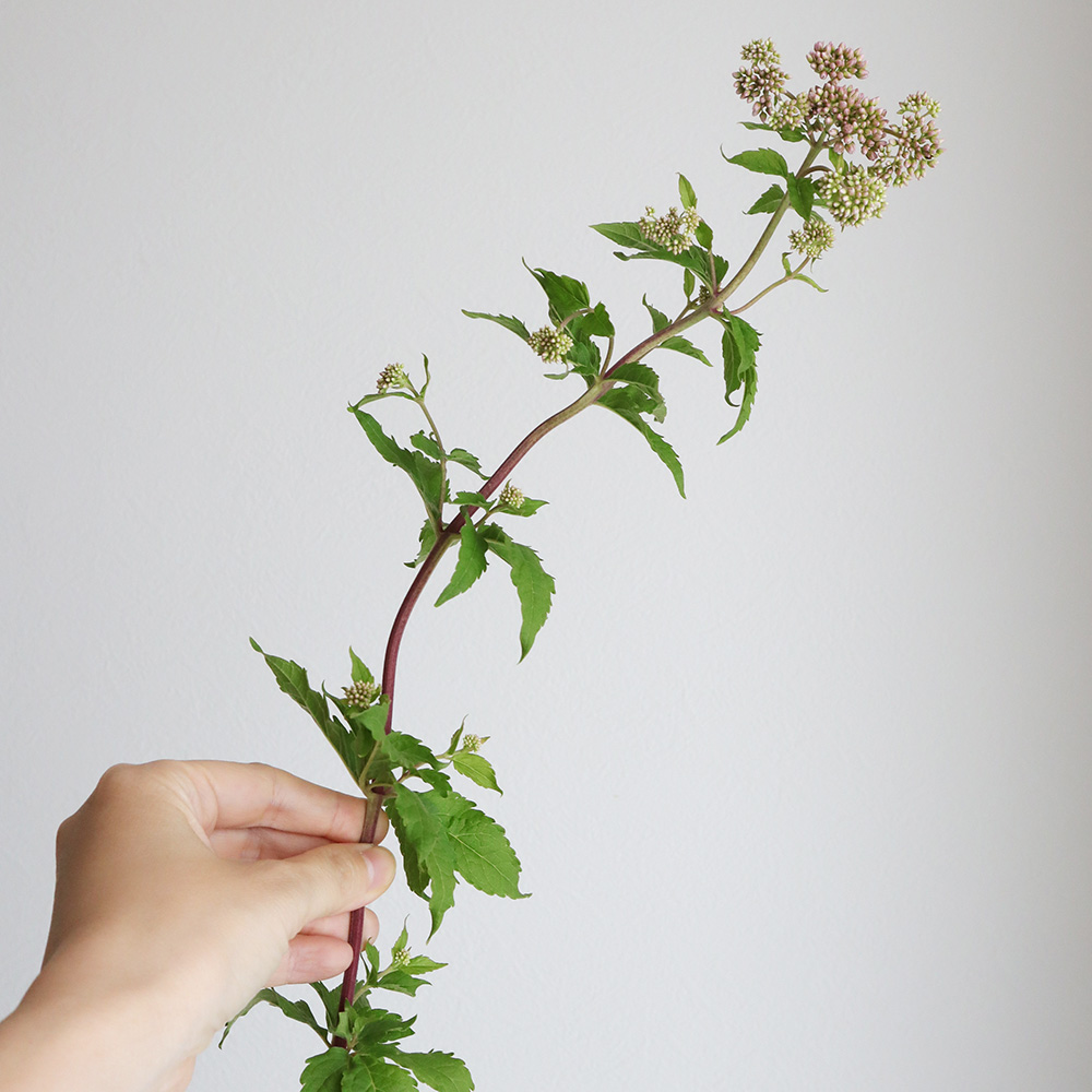 直前!!!】ユーパトリウム(西洋フジバカマ)ベイビージョー【生花
