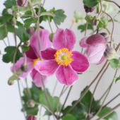 信州産　秋明菊桃色・白　joy様　ご確認用です♪ シュウメイギク（秋明菊）：ももいろブーケ3-3.5号ポット 2株