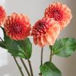 【生花】ダリア　夕日てまり(オレンジ)40cm程度　【OT】※火・木・土曜でお受取りを。