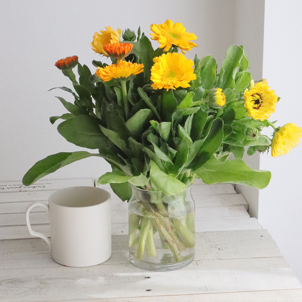 08直前!!!】カレンジュラ キングレットミックス(橙-黄) 中里園芸【生花