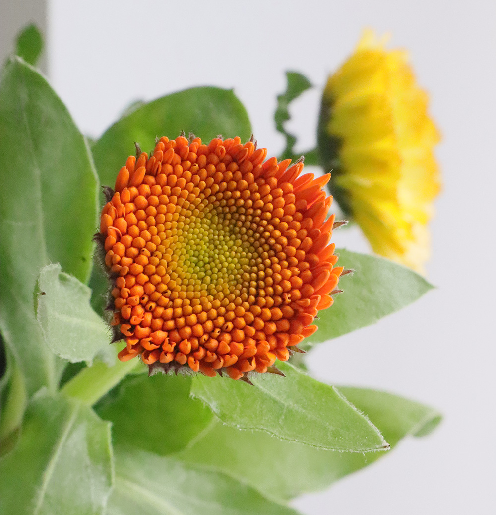 08直前!!!】カレンジュラ キングレットミックス(橙-黄) 中里園芸【生花