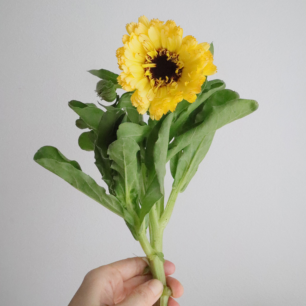 金木工房 花梨 カメレオン 金木工房 花梨 カメレオン