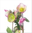 【生花】ヘレボルス　プリティーアン( ピンク覆輪系)　(エクセレント/60cm程度)　長野県【FJ】