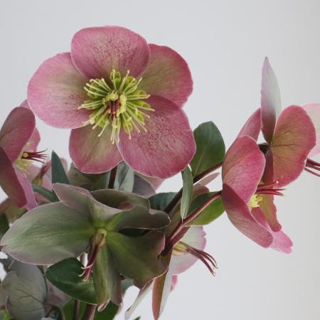 【直前!!】ヘレボルス  パープリッシュアン　60cm長野県